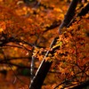 紅葉狩り５
