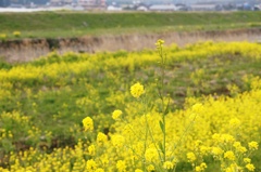 菜の花