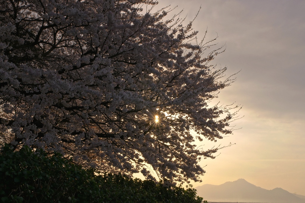 桜と夕陽と雲仙普賢岳