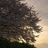 桜と夕陽と雲仙普賢岳