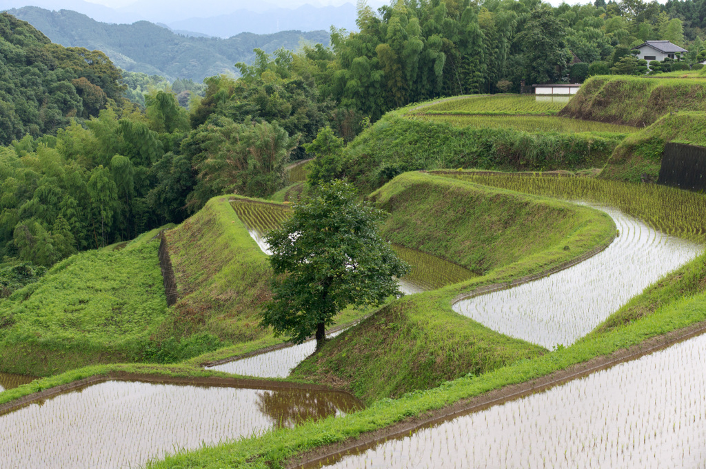 棚田風景１