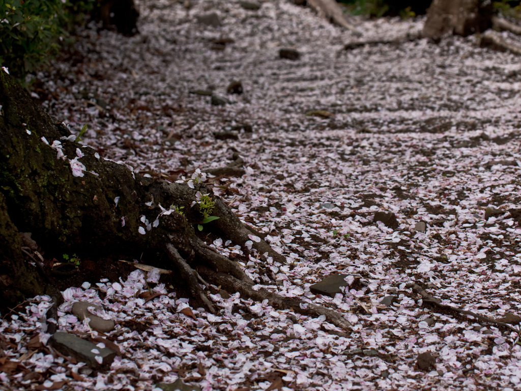 桜が散った後　春景色１７