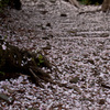 桜が散った後　春景色１７