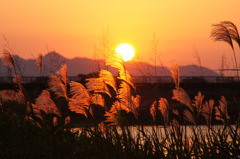 夕陽のほほをなでるススキ
