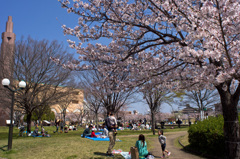 花見風景　春景色１９