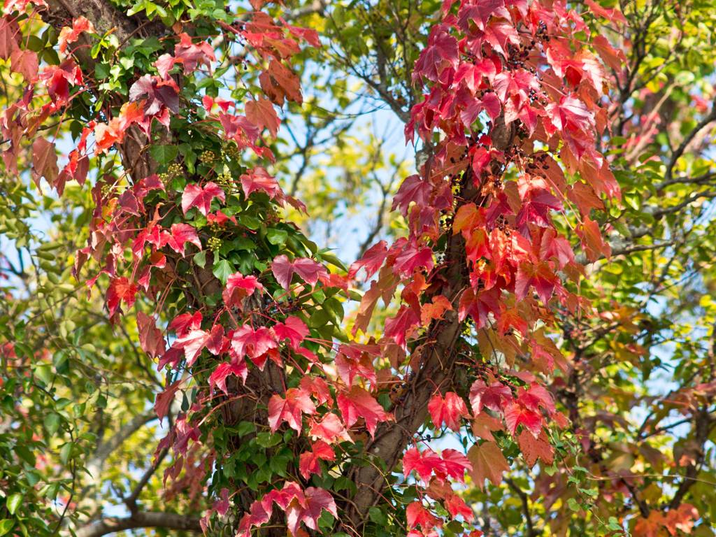身近な紅葉　絡みつく紅葉