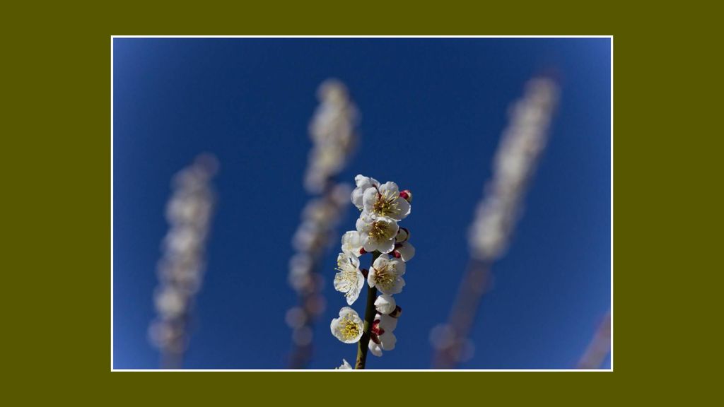 梅の花と青空