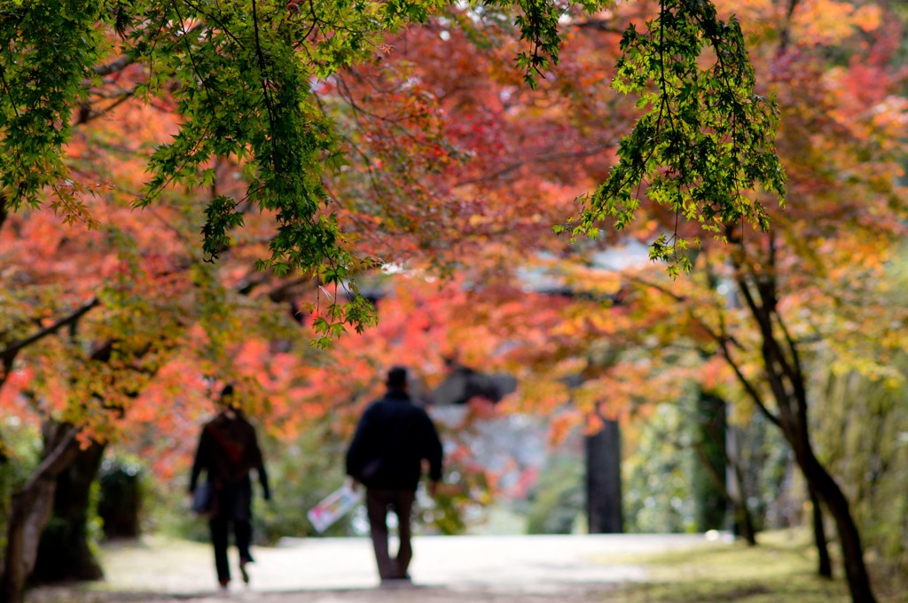 溶け込んで紅葉１