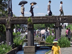 立体交差の花菖蒲祭り