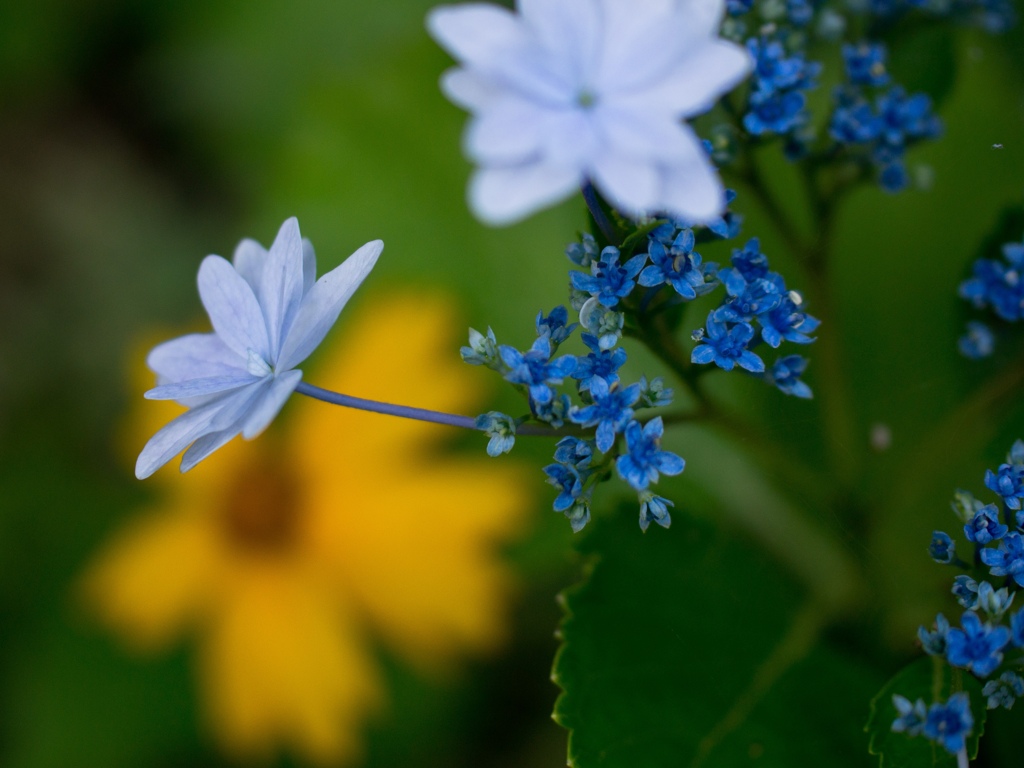 八重？　青い紫陽花