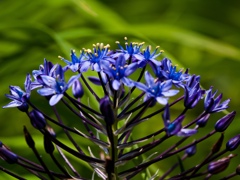 紫色　春花１０