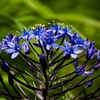 紫色　春花１０