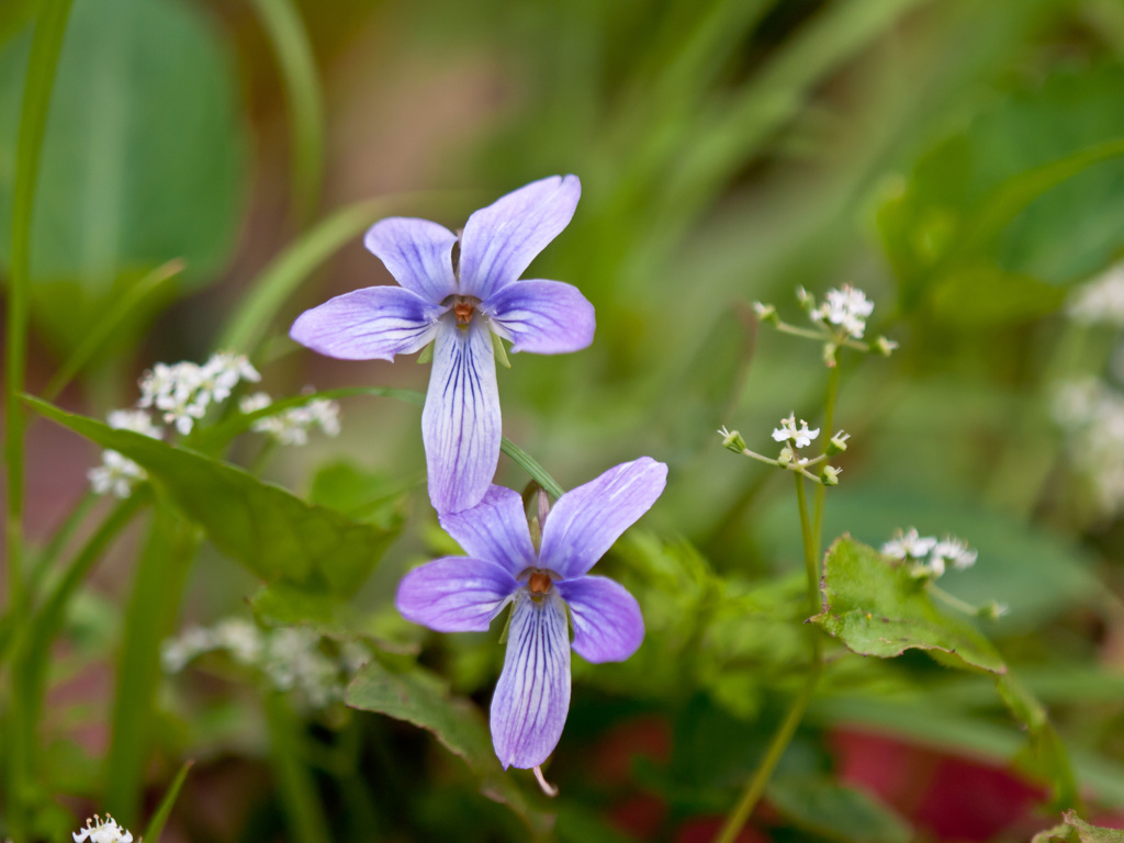 すみれ？　春花