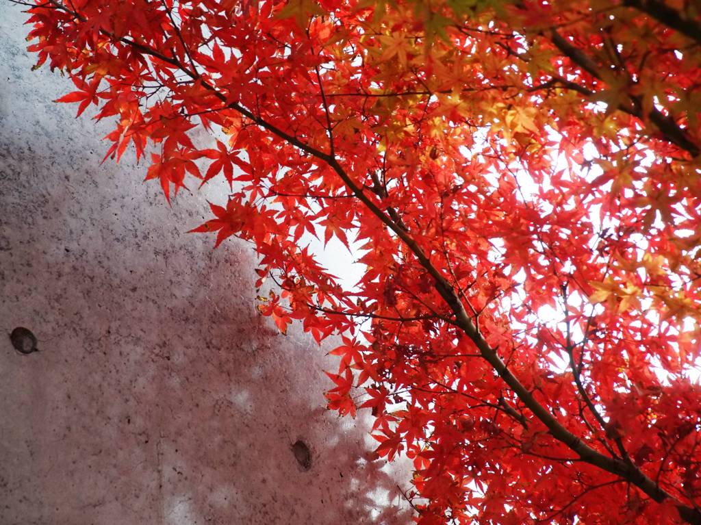 公園にて　紅葉