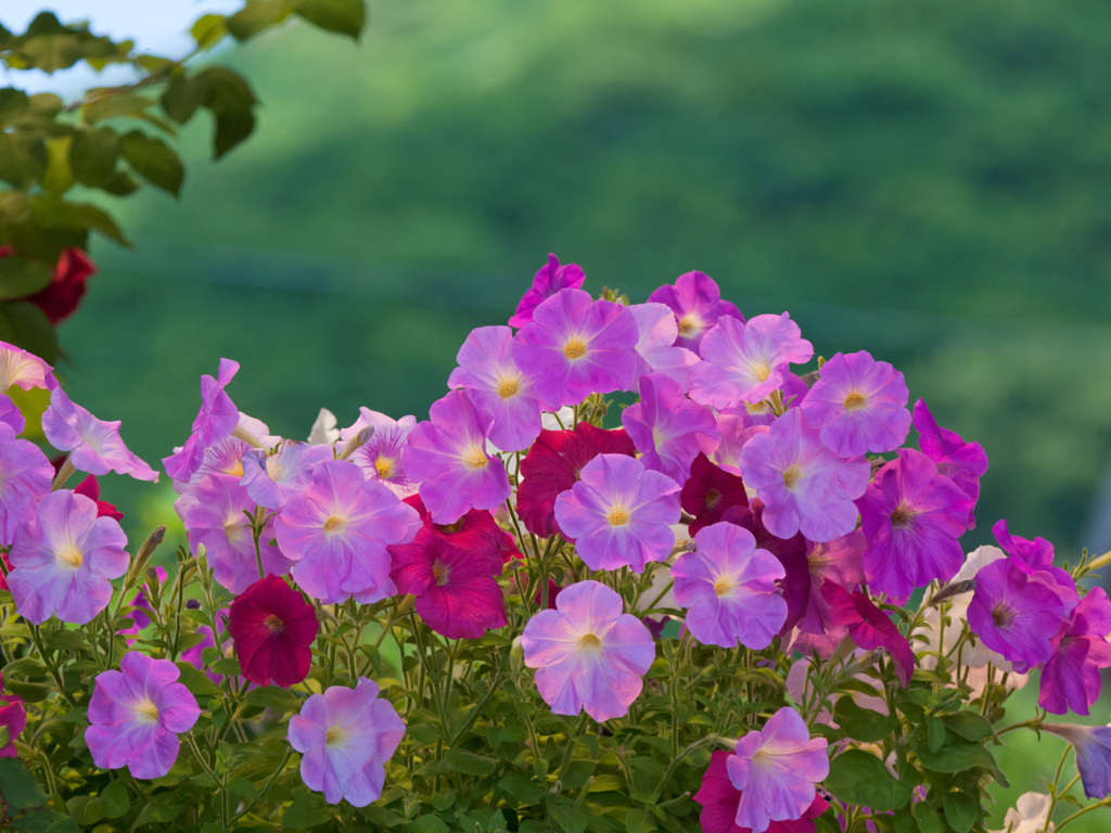 無影　春花