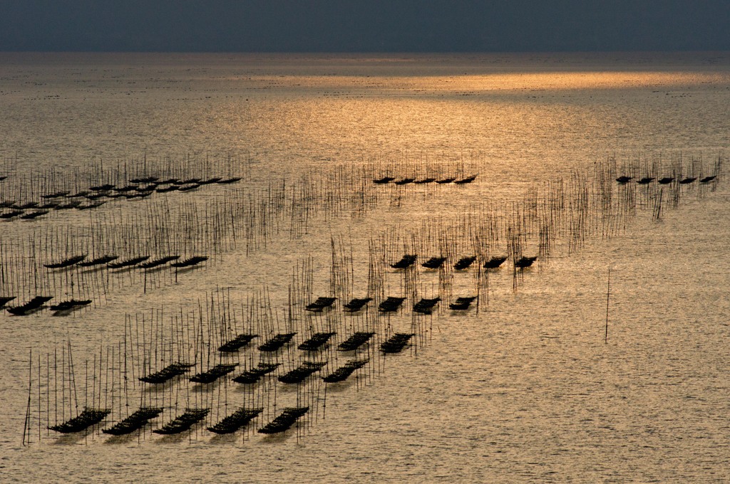 海苔の養殖　有明海