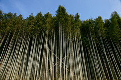 みちくさ　田舎の風景　竹林