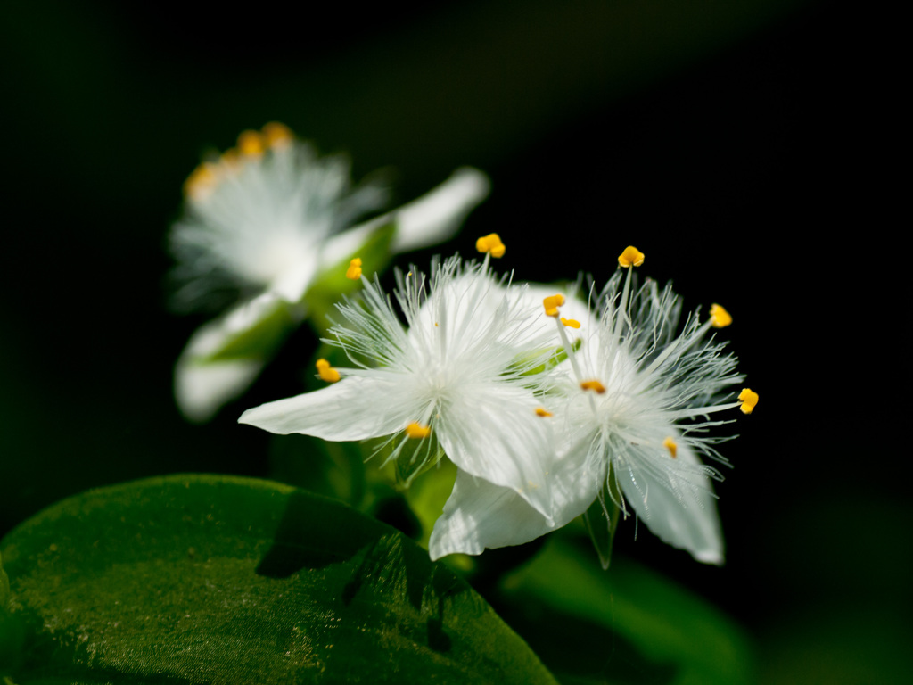 野草？　春花　