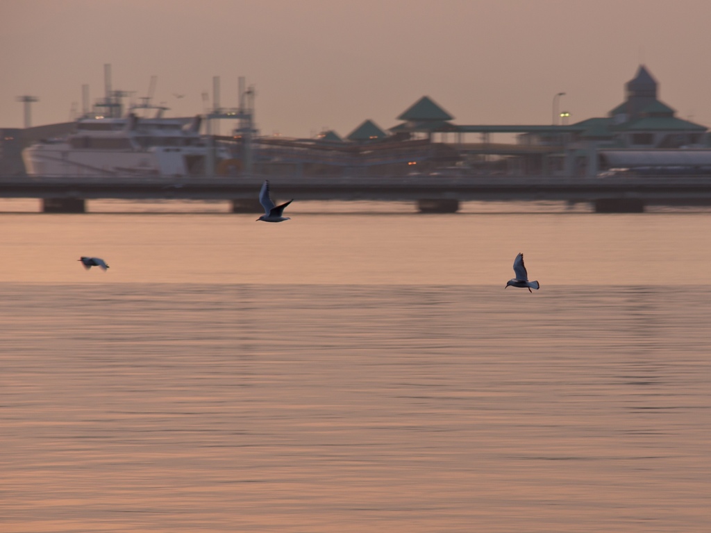 鳥　２　夕暮れながしどり