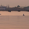 鳥　２　夕暮れながしどり