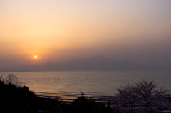 夕景のさくらと干潟と普賢岳