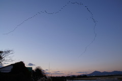 鳥のながーい隊列