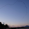 鳥のながーい隊列