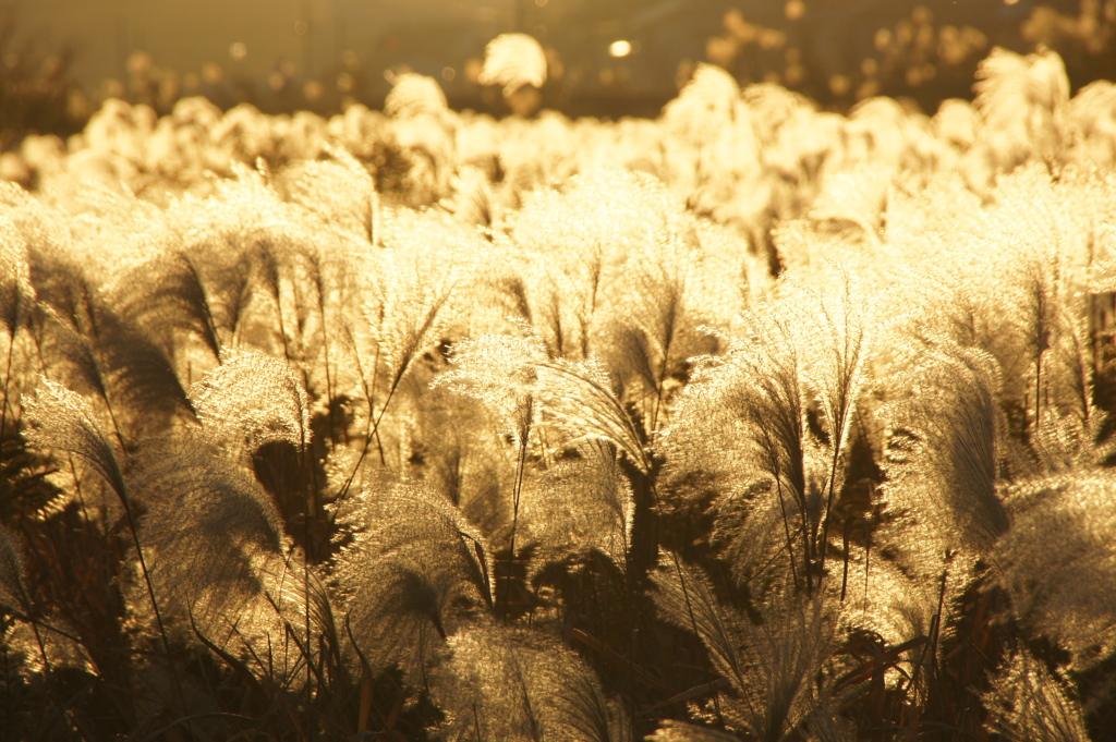 あばれるススキ