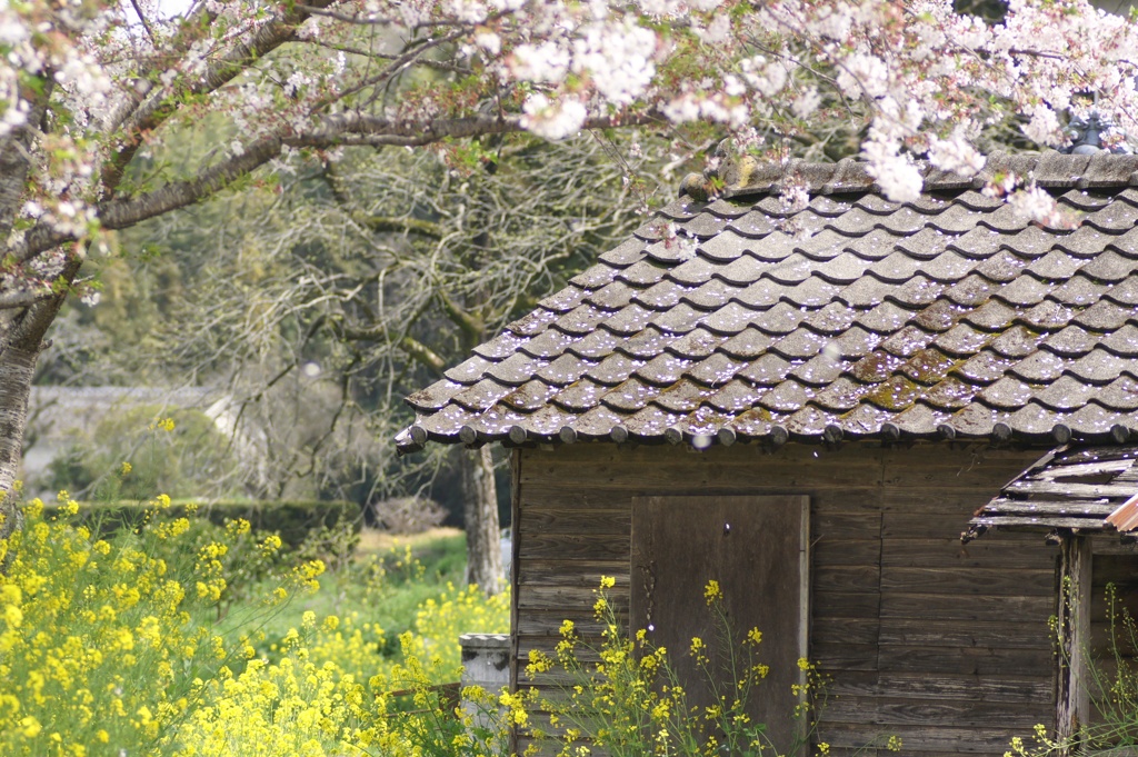 廃屋も桜吹雪で薄化粧　I'm sory