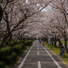 長い長いトンネル　春景色１２