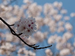 さくらと空