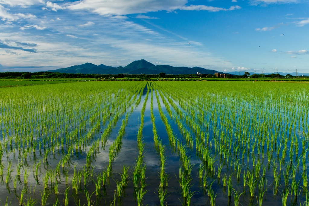 夏の水田 映り込み By Sory Id 写真共有サイト Photohito