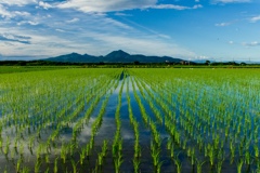 夏の水田　映り込み