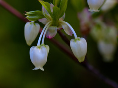 ドウダンツツジ　春花