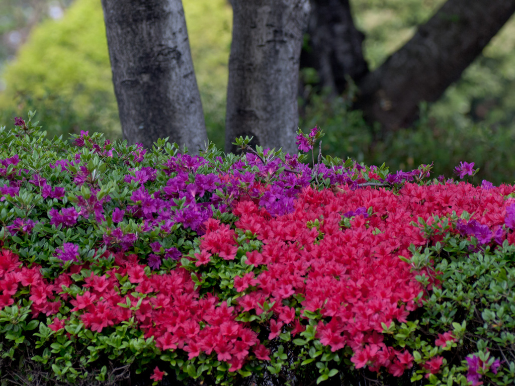 あざやかツツジ色　春花５
