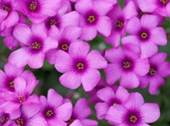 そんなに見つめられると、、春花