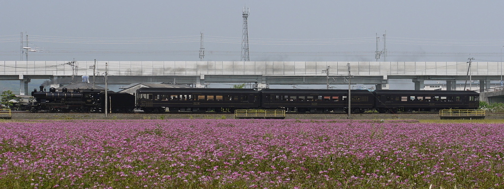 SL人吉　レンゲ畑にて
