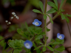 オオイヌフグリ　春花