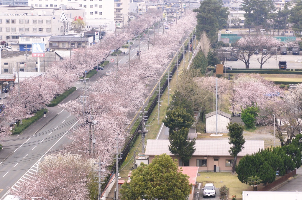 春の風景　（通称）自衛隊通りの桜並木