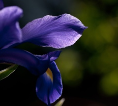 紫色　春花９