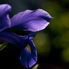 紫色　春花９