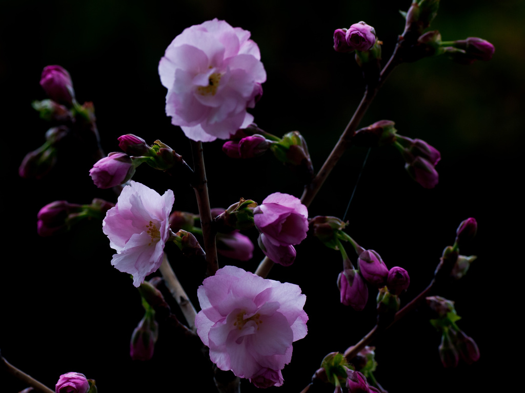 苗木から初開花　さくら