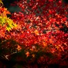 紅葉狩り１