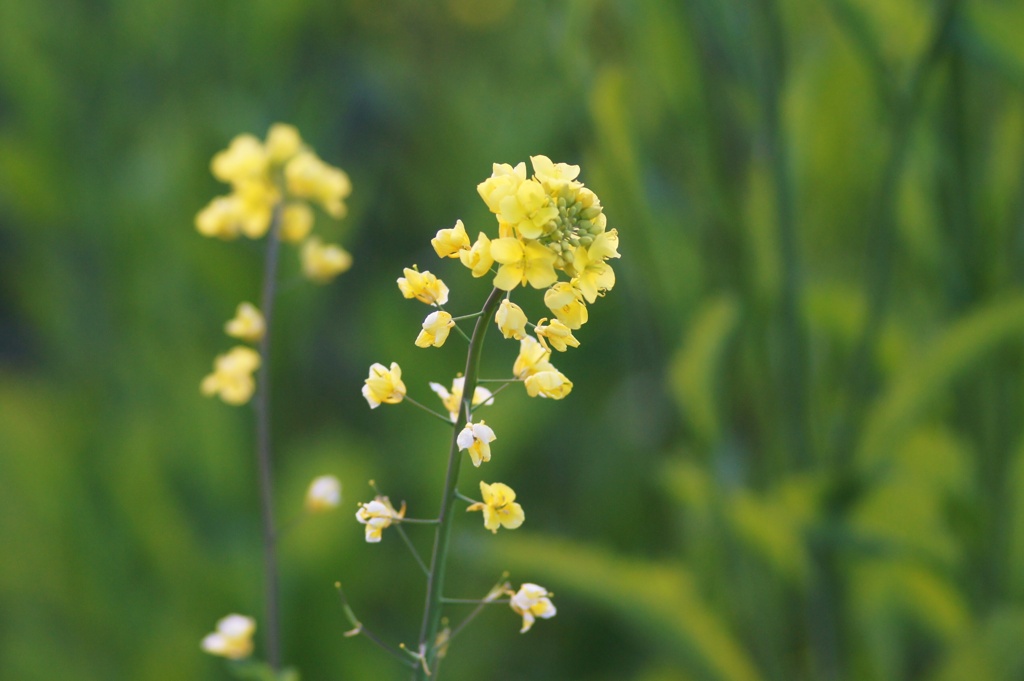 お気に入りの菜の花　