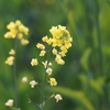 お気に入りの菜の花　