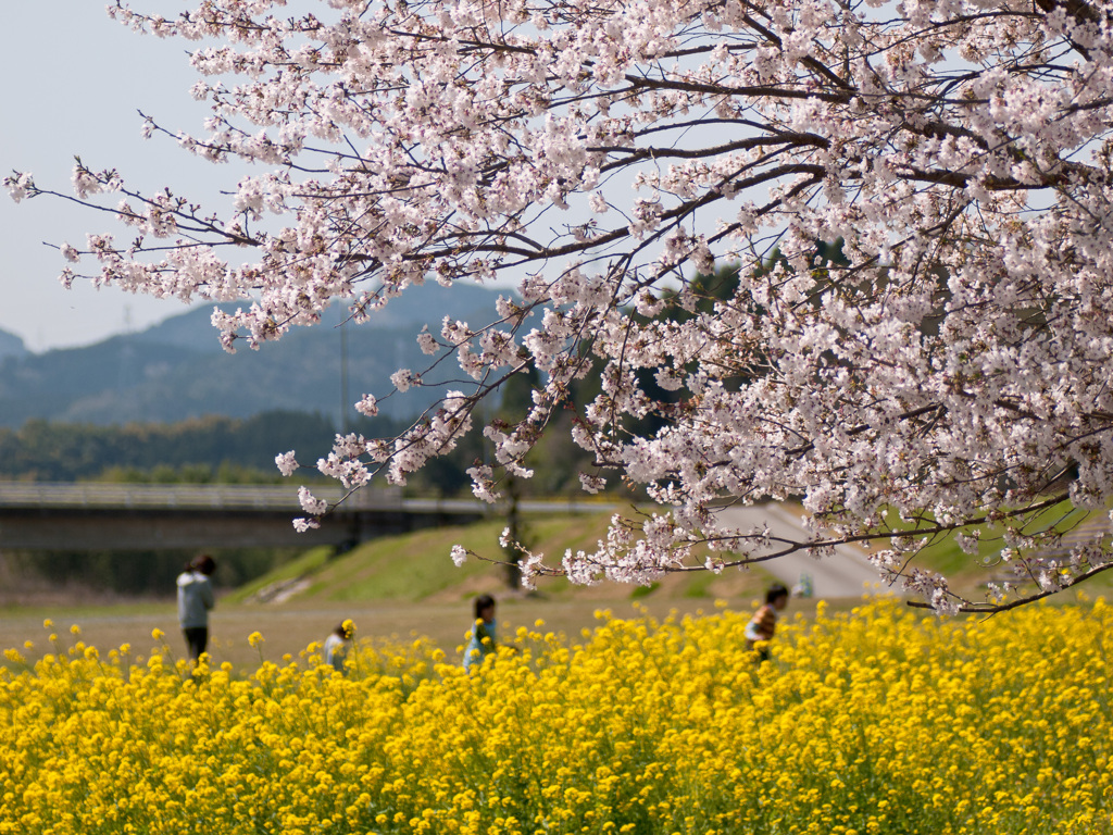 花とたわむれる　春景色２１