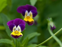 おこった顔　春花