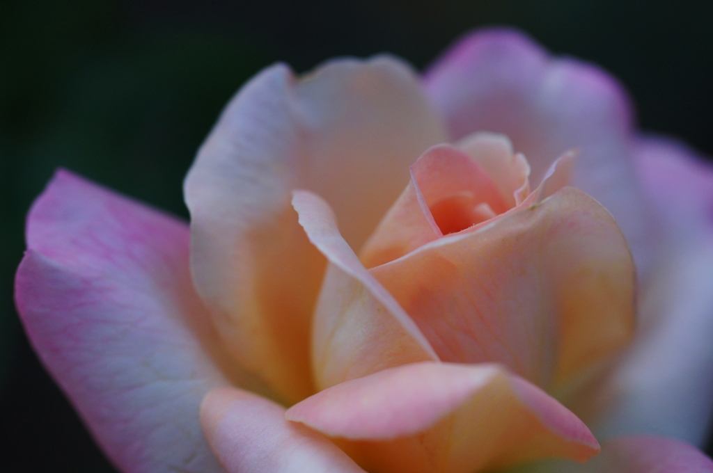 バラの花開花　マクロ練習