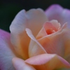 バラの花開花　マクロ練習