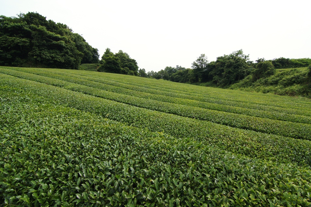 グリーーン茶畑
